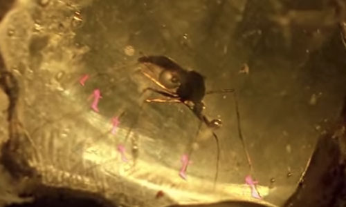 琥珀蚊子也要時尚！當《侏羅紀公園》中所有角色都換上高跟鞋... 侏羅紀世界、jurassic world、高跟鞋、布萊絲霍華、惡搞