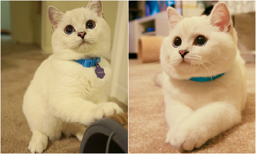 拍照擠出雙下巴啦！圓滾雙眼IG紅貓Coffee的幸福生活紀錄 white_coffee_cat、coffee、Instagram、貓、喵星人