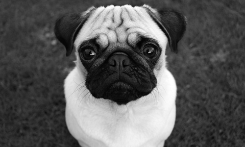 非要你親自一口口餵牠才肯吃？這6點證明你就是狗狗的全世界