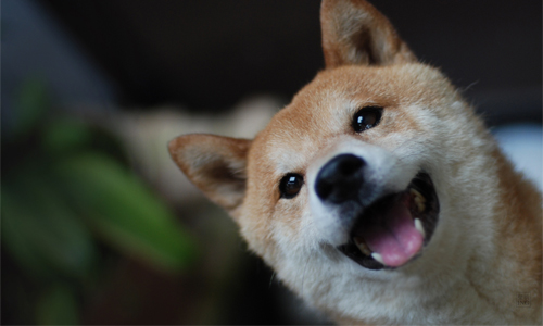 擁有柴犬笑容的男生最迷人啦！從他養的寵物品種看個性 寵物、貓、狗、品種、個性