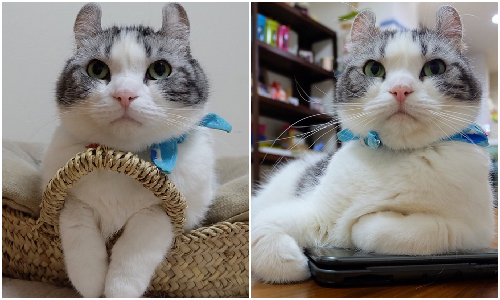 世間有如此可愛的小萌獸！Instagram超人氣捲耳喵星人イチ イチ、Instagram、masuneco7、捲耳貓、日本