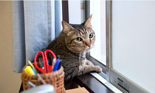 萌喵才是日劇一哥！盤點名字裡有貓的療癒系日劇 可愛、萌喵、貓、日劇、療癒