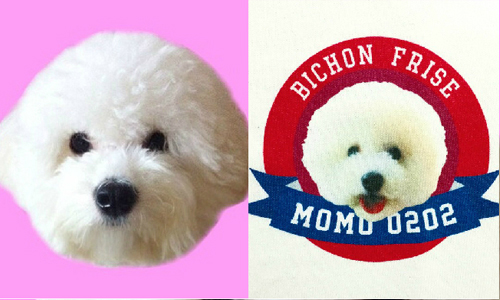 又絨又澎根本就是娃娃嘛！融化人心的比熊萌犬家族 比熊、狗狗、寵物、韓國