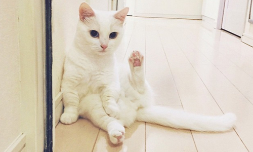 伺候喵星人還得看牠擺臉色？9張照片證明貓奴的生活不是人過的 可愛、貓、貓奴、喵星人、Instagram