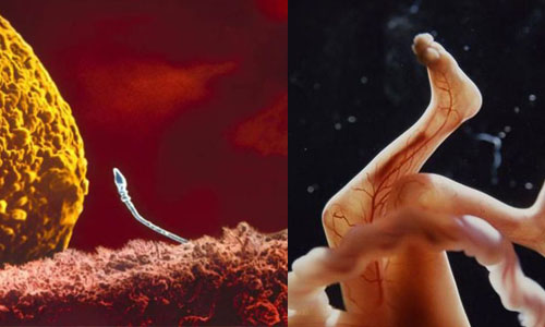 精子原來是這樣進去卵子的！超神奇懷孕紀實攝影 精子、卵子、受精卵、神奇、懷孕