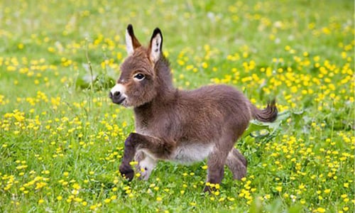 超越羊駝的可愛！萌度無上限迷你驢活力現身 迷你驢、驢子、澳洲、可愛、寵物