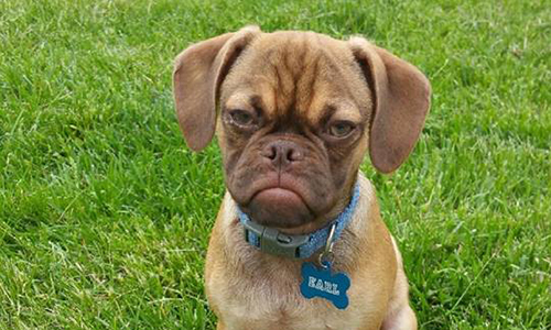 臭臉狗Earl網路爆紅！臉臭臭原因其實是…… 臭臉、動物、狗、臭臉狗、Earl