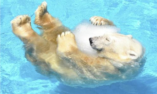 抱著冰塊最消暑！夏季北極熊抗熱大作戰 日本、動物園、北極熊、消暑、夏日、抗熱、冰塊、可愛