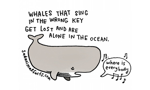 走音的鯨魚會孤獨一輩子？動物的20件傷心事意圖使人哭哭 動物、插畫、Brooke Barker、Sad Animal Facts