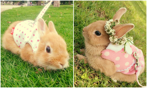 除了遛狗現在還有遛兔子？日本新趨勢「兔兔散步」 日本、兔子、うさんぽ、兔子散步、遛兔子