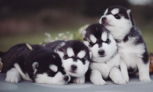 哈士奇控慎入！哈士奇反差萌吃到飽IG使人母愛氾濫 狗狗、狗、汪星人、哈士奇、寵物