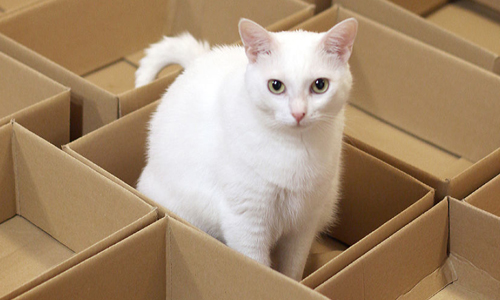 是陷阱還是驚喜？！喵星人夢幻紙箱堆巡禮 波蘭、貓、maniekimarcelka、Mańki、waandalek_and_manki、黑貓、白貓、動物、可愛、萌、寵物、喵星人