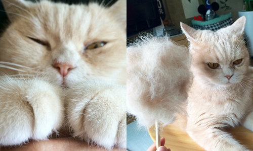 想吃貓毛棉花糖嗎？先吃韓國小貓nimo一記臭臉綿綿掌 貓毛、綿花糖、nimo、貓、韓國、貓掌、毛茸茸