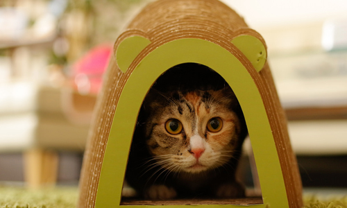 躲這裡被你發現了！萌翻天動物躲貓貓 動物、躲貓貓、可愛、萌、無辜