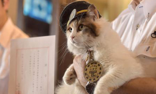 第二代小玉站長就是他！軟萌可愛的三色貓Nitama上任啦 小玉、貓咪、站長、和歌山、貴志川線、