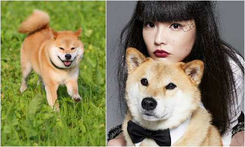 喜歡柴犬的大家快看！丸太郎登上時尚雜誌VOGUE啦！ 柴犬、柴柴、marutaro、丸太郎、日本