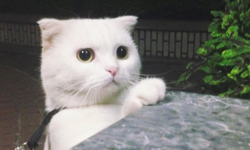 根本就是白吉的接班人嘛！超有戲的萌寵白貓爽爽 白貓、寵物、白吉、爽爽