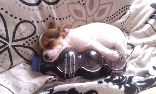 夏天不是毛小孩的天？動物展開消暑大作戰！ 動物、夏天、消暑、暑假、熱