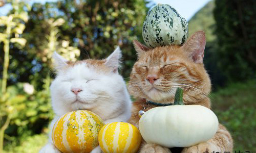 睡午覺萌度大PK❤貓奴不容錯過的日本「貓咪休憩展」限期登場 愛玩妞、日本、貓咪、貓咪休憩展、寫真