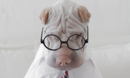 「我的皺紋都是老闆逼出來的！」沙皮狗的崩潰大叔日常 澳洲、沙皮狗、扮裝、可愛、外星