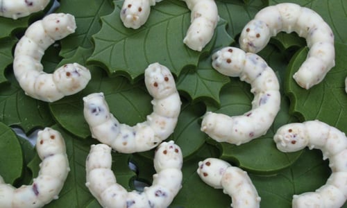 猜猜蠶寶寶會是什麼口味？挑戰極限蠶寶寶造型巧克力 日本、蠶寶寶、巧克力、かいこの王国、群馬、富岡製絲廠、富岡製糸場、擬真、獵奇、特殊、土產、名產