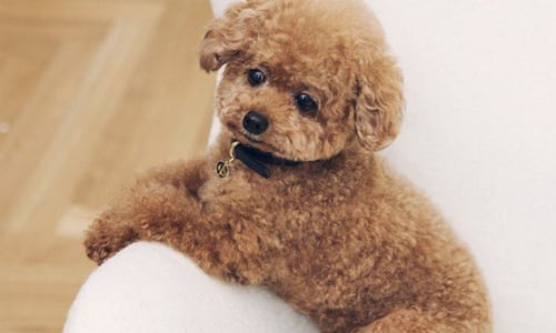 紅到推出周邊商品啦！萌度破表軟萌玩具貴賓狗coco 허츠앤베이、hutsandbay、코코、coco、韓國