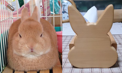 我家兔兔怎麼長得和衛生紙盒一樣方正...日本爆紅變形兔兔ぷにすけ punitter_pnpn、日本、兔子、可愛、萌