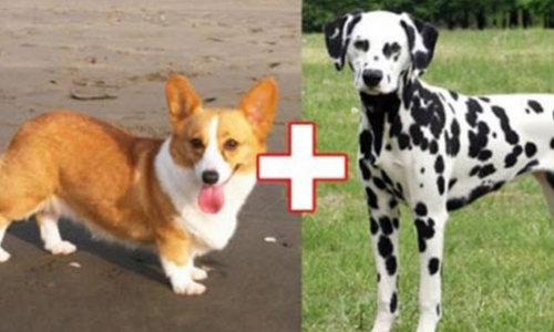 柯基混大麥町長怎樣？10種混血狗狗證明基因太神奇！ 狗、狗狗、汪星人、混血、混種