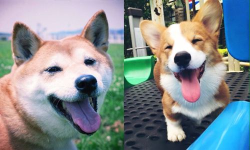 讓毛小孩盡情翻滾吧！這6個北部蹓狗好去處你都知道嗎？ 寵物、狗、毛小孩、散步、蹓狗