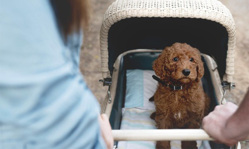 狗狗也是我們的寶寶呀！超暖心另類新生兒攝影 Elisha Minnette、攝影、家族、狗狗、可愛