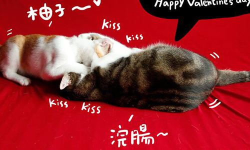 妞專訪：不胖何以治天下？軟嫩貓皇帝黃阿瑪的後宮秘話 黃阿瑪、黃阿瑪的後宮生活、萌貓、貓咪、貓