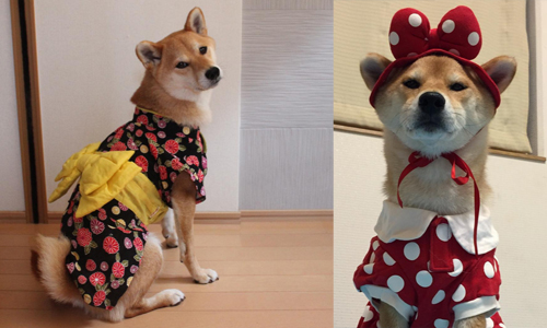 這隻蜜蜂的SIZE會不會太大？淡定柴柴的Cosplay搞笑日常 Marron、minapple、Instagram、柴犬、狗、動物、可愛、扮裝