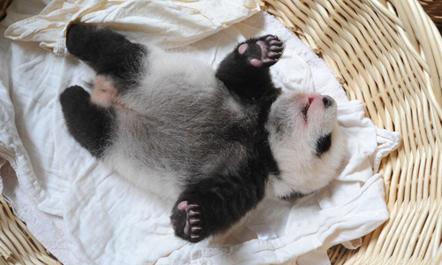 怎麼可以這麼可愛！四川熊貓寶寶集體和大家見面啦 大熊貓、中國、四川、雅安、中國保護大熊貓研究中心、可愛、萌