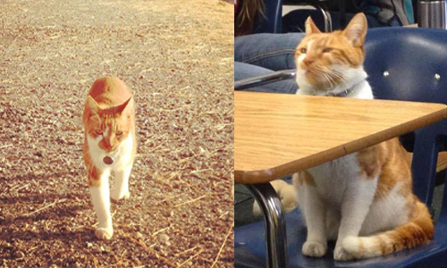 喵星人上學去！萌貓Bubba準時課堂報到！ 美國、加州、Bubba、貓、上課