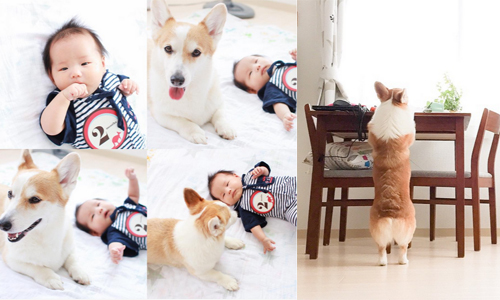 「媽媽生了一個弟弟給我！」柯基哥哥與人類寶寶的逗趣生活 Noel、onekao、柯基、狗、寶寶
