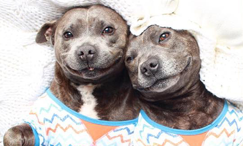 躺著賺到7萬粉絲！猛犬兄弟愛上穿睡衣瞬間變萌犬 狗、鬥牛㹴、睡衣、爆紅、萌