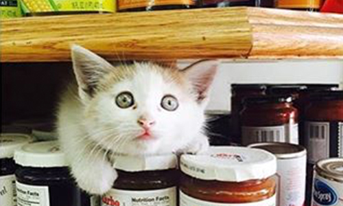 「快來花錢買我的臭臉」 帶你翻開不務正業的店貓花名冊 貓、喵星人、店貓、紐約、Bodega Cats