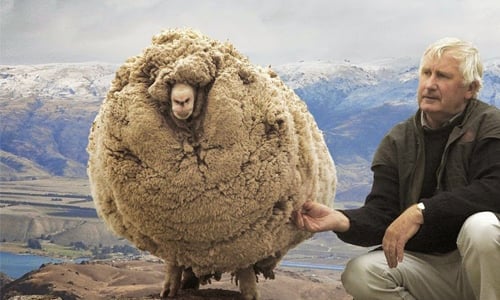 敢剃我的毛我就離家出走給你看！澳洲個性羊逃避剃毛躲山洞五年 羊、澳洲、動物保護協會、負氣、剃毛