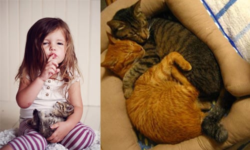 你趴得我腳都麻了！貓奴新救星「人腿造型貓床」解決動不了的煩惱 buribuli、twitter、日本、人腿造型貓床、寵物床、ネコベッド、SNS、可愛、新奇