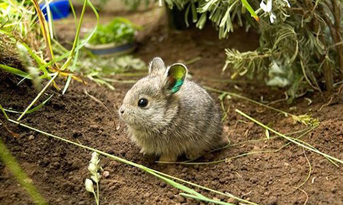 什麼動物最可愛？科學家上網曬照開始battle啦！ 動物、可愛、萌、老虎、侏儒兔、#CuteOff、CuteOff