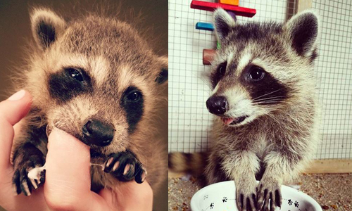 還想要喝ㄋㄟㄋㄟ啦！近距離直擊超療癒小浣熊寶寶 marleytheraccoon、浣熊、Instagram、動物寶寶、可愛、療癒、SNS