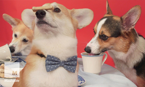 超萌柯基午茶趴！同為英國女王歡慶統治新紀錄 柯基、下午茶、王室、英國、伊莉莎白女王