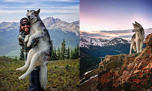 狗狗冒險王就是牠！大狼狗隨主人上山下海，畫面美哭34萬粉絲 狗、狼狗、哈士奇、冒險、攝影、旅行、Kelly Lund、Loki the Wolfdog