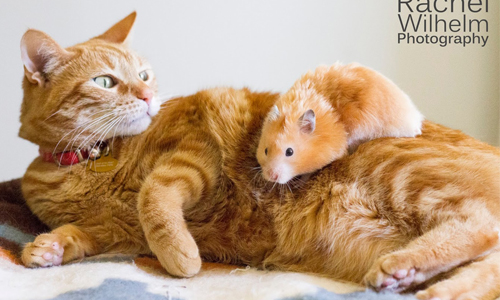 誰准你爬到本宮身上？！傲嬌橘貓與軟萌倉鼠生活日記 Rachel Wilhelm、攝影、美國、跨物種、動物家族、倉鼠、貓、Tarcil、Penny、rwp、跨種族、動物