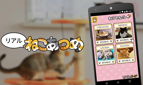 遊戲成真就是這個感覺！超萌手遊《收集貓咪》真實化一圓貓奴心願 收集貓咪、貓咪、手機遊戲、App、真實化、重現