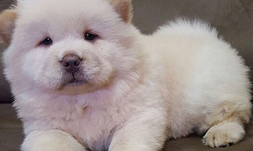 可以抱抱我嗎～？像棉花糖一樣軟綿的鬆獅寶寶 鬆獅、crystalchowchow、Instagram、SNS、Crystal