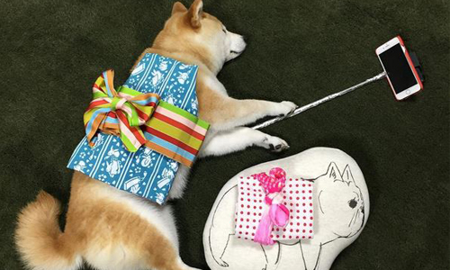 狗狗也會拿自拍神器自拍？！日本超可愛柴犬睡覺藝術照 fujisan99、日本、京都、柴犬、Instagram