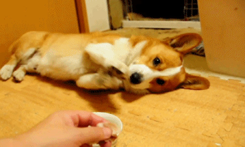 只好把朋友的狗當自己的疼！不能養狗的狗奴會有的6個煩惱 只好把朋友的狗當自己的疼！不能養狗的狗奴會有的6個煩惱