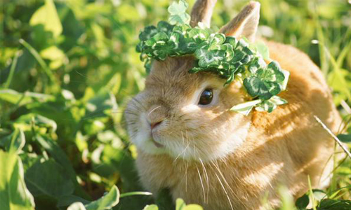 我的臉喬正了嗎？兔兔捧頰喬臉把大家的心都融化啦！ 萌、可愛、有趣、寵物、兔子、喬臉、@evo3183