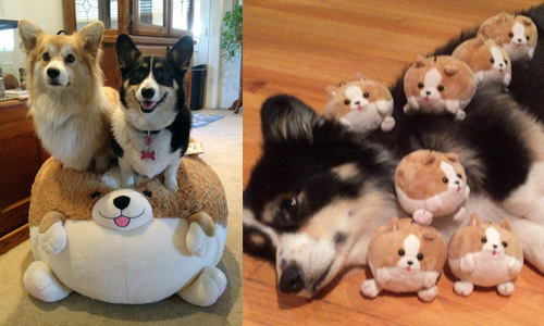 連自家狗兒都搶著玩！超萌「柯基球型抱枕」讓狗奴好瘋狂 狗、狗狗、柯基、抱枕、可愛、萌、療癒